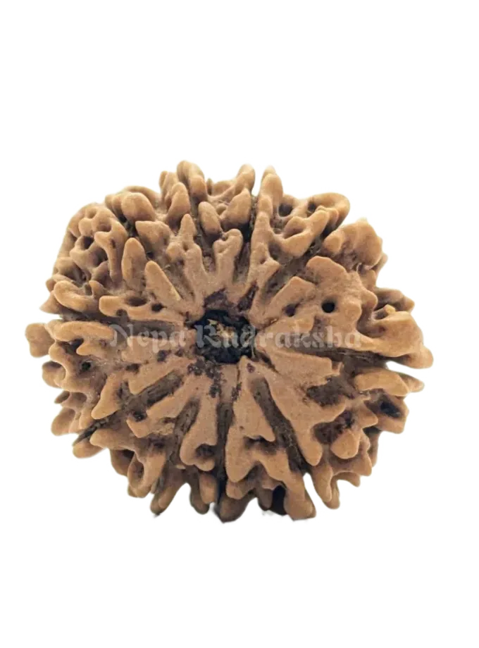 10 Mukhi (Collector) Rudraksha Best Buy