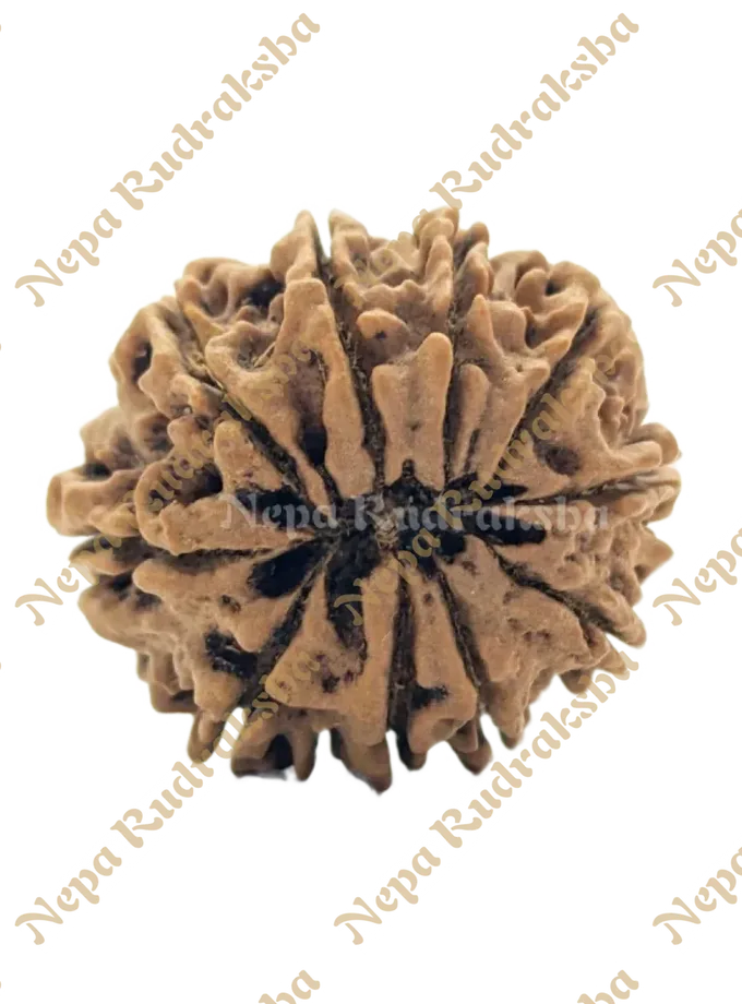 10 Mukhi (Collector) Rudraksha Best Buy