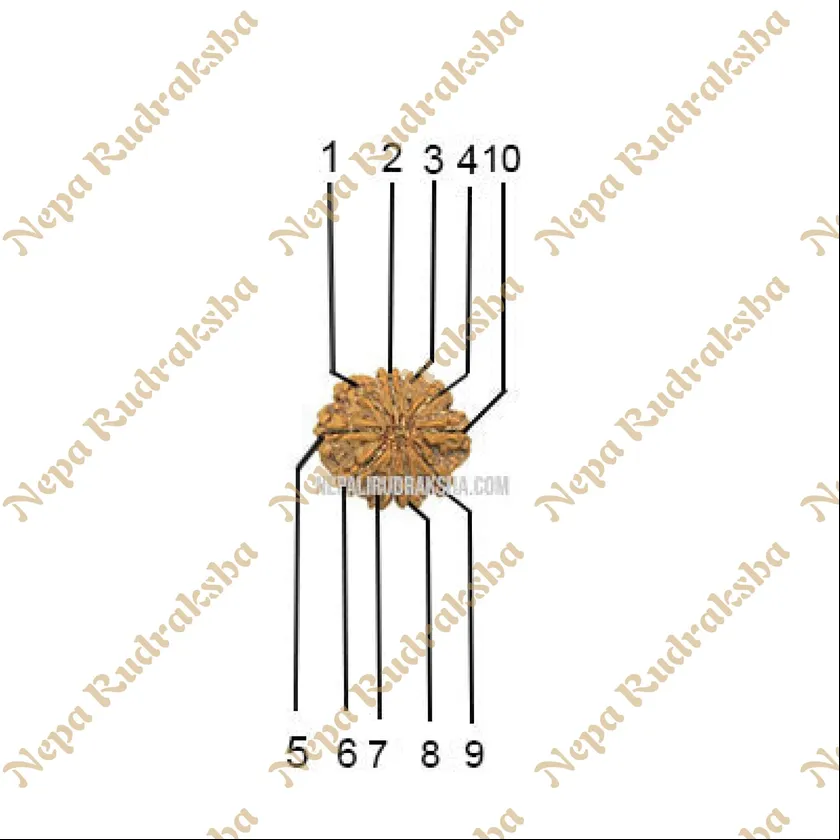 10 Mukhi (Collector) Rudraksha Best Buy