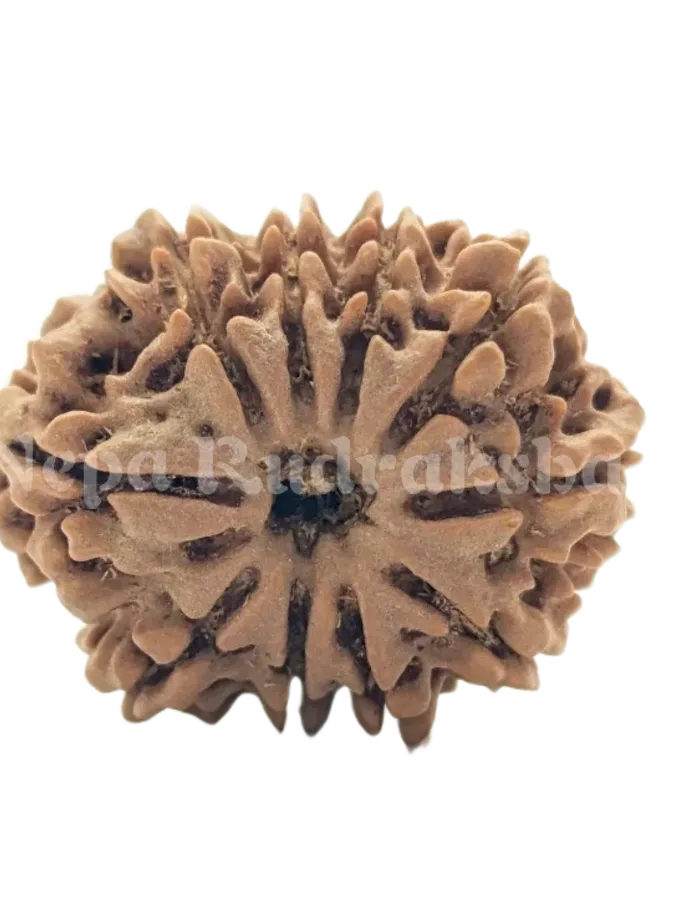 10 Mukhi (Medium) Rudraksha On Sale