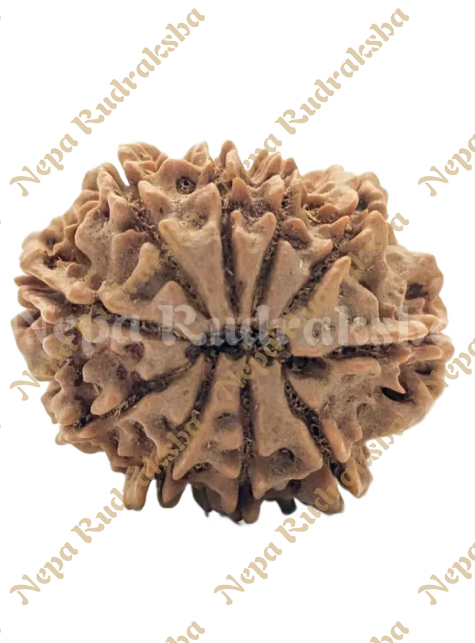 10 Mukhi (Medium) Rudraksha On Sale