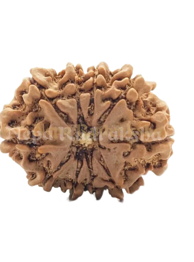 10 Mukhi (Regular) Rudraksha Best Price