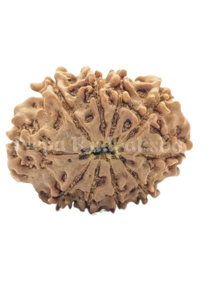 10 Mukhi (Regular) Rudraksha Best Price