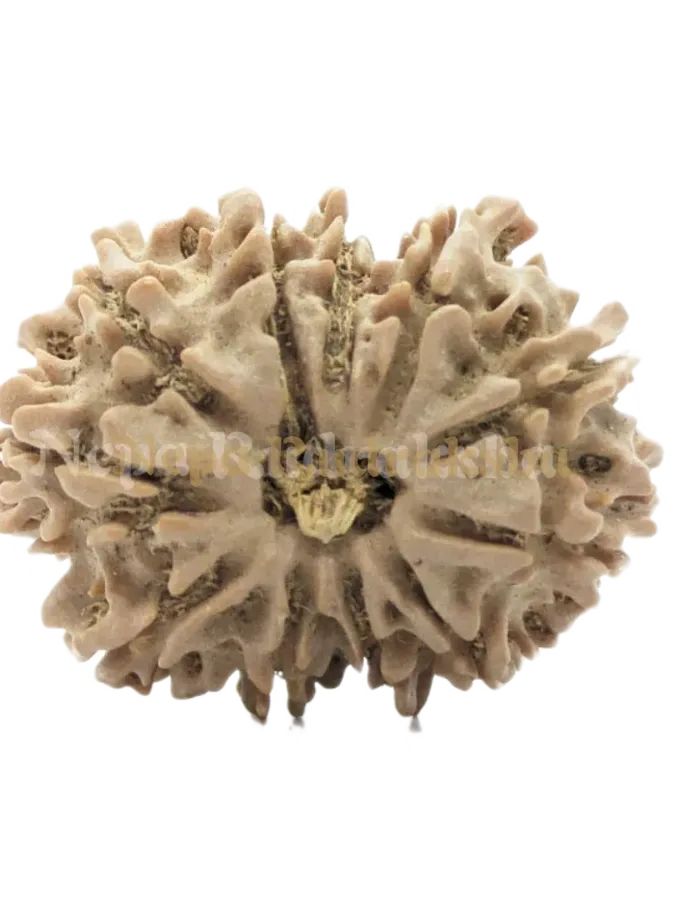 11 Mukhi (Collector) Rudraksha Free shipping