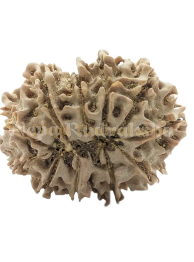 11 Mukhi (Collector) Rudraksha Free shipping