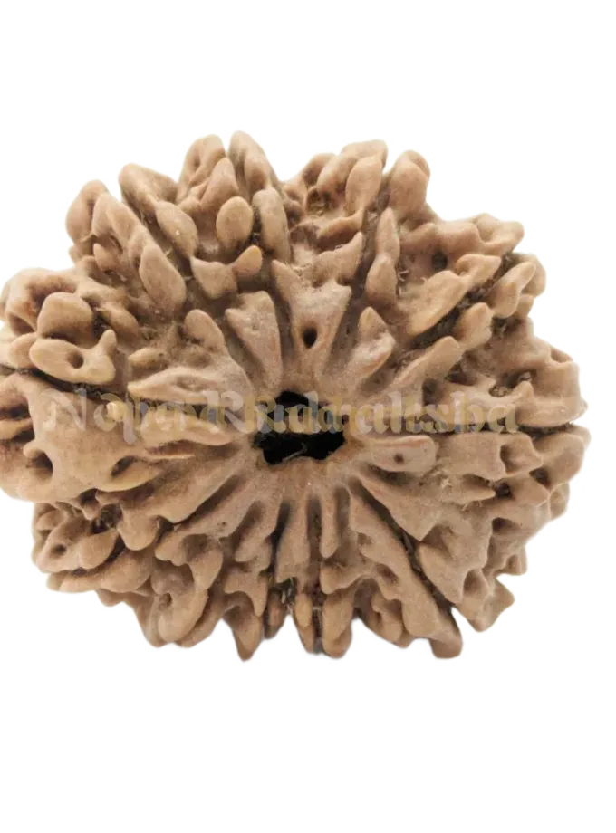 11 Mukhi (Medium) Rudraksha For Sale