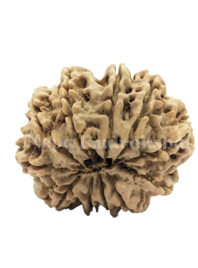 11 Mukhi (Medium) Rudraksha For Sale