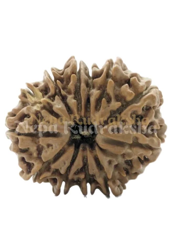 11 Mukhi (Regular) Rudraksha For Sale