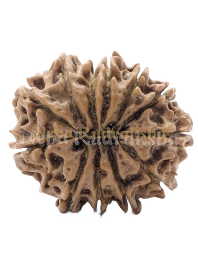 11 Mukhi (Regular) Rudraksha For Sale