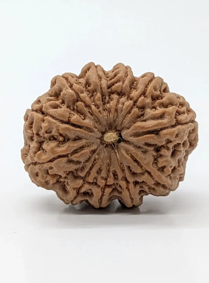 11 Mukhi (Super Collector) Rudraksha Free shipping