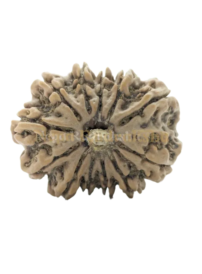 12 Mukhi (Collector) Rudraksha Best Price