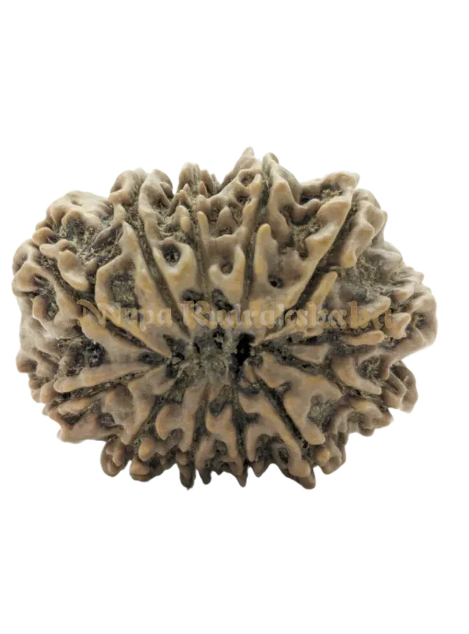 12 Mukhi (Collector) Rudraksha Best Price