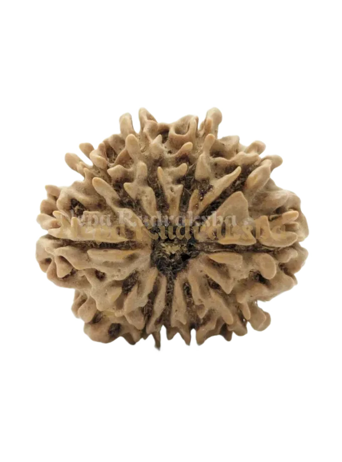 12 Mukhi (Medium) Rudraksha High Quality