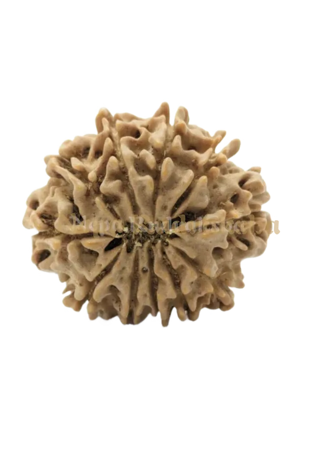 12 Mukhi (Medium) Rudraksha High Quality