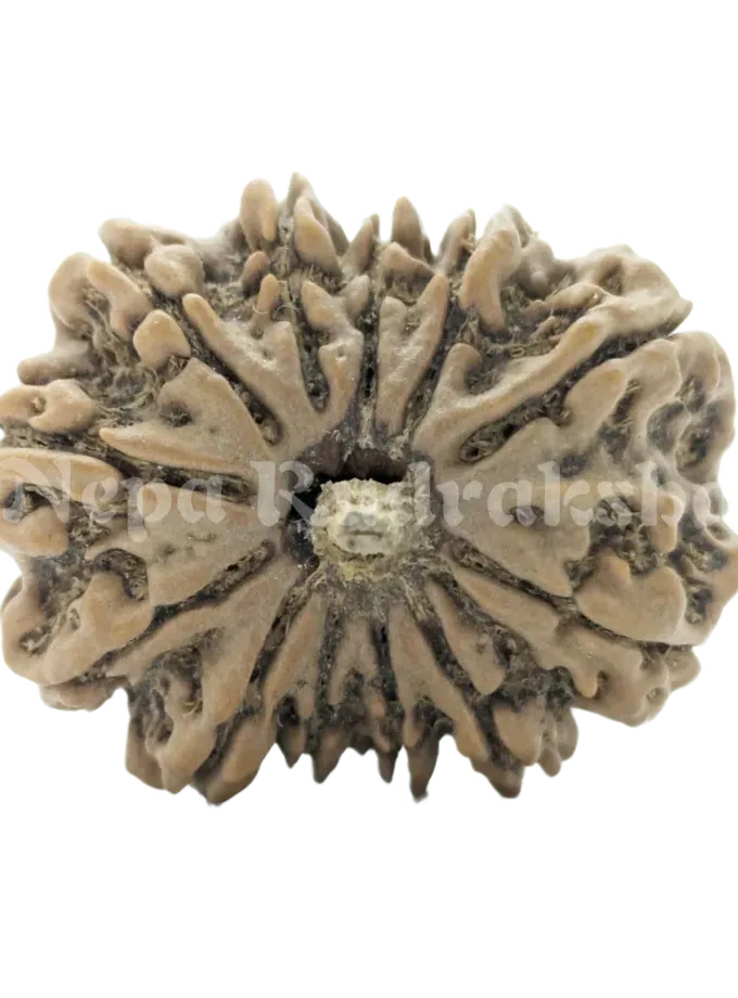 12 Mukhi Rudraksha For Sale