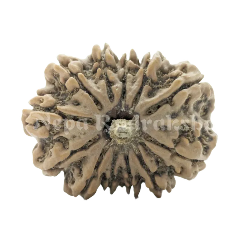 12 Mukhi Rudraksha For Sale