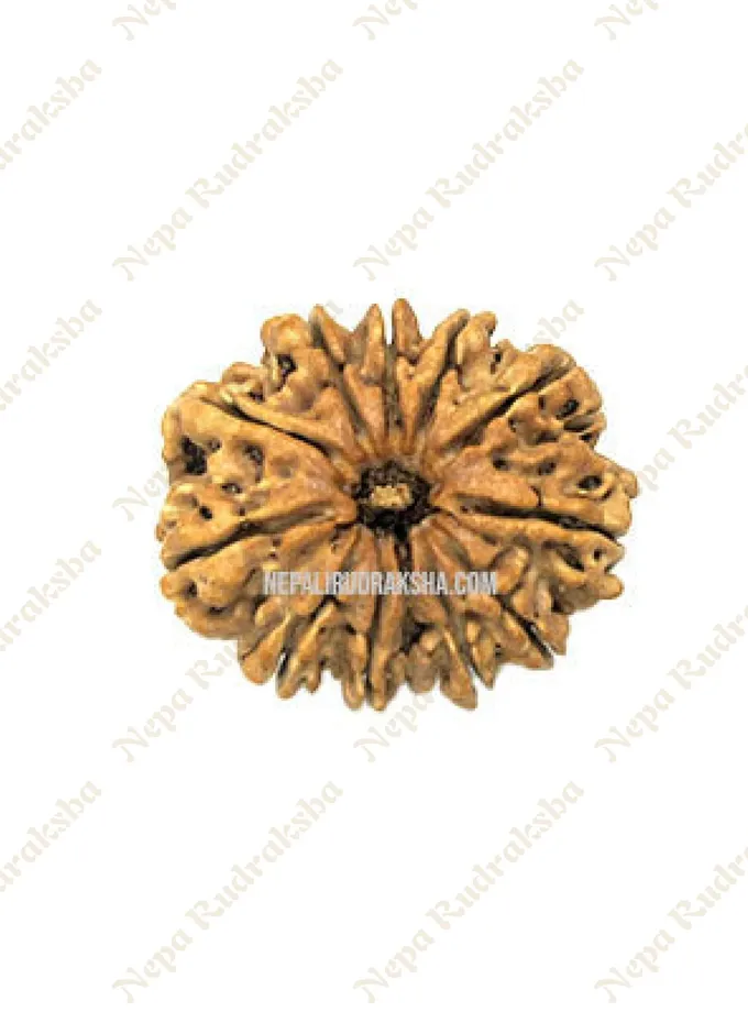 12 Mukhi Rudraksha For Sale