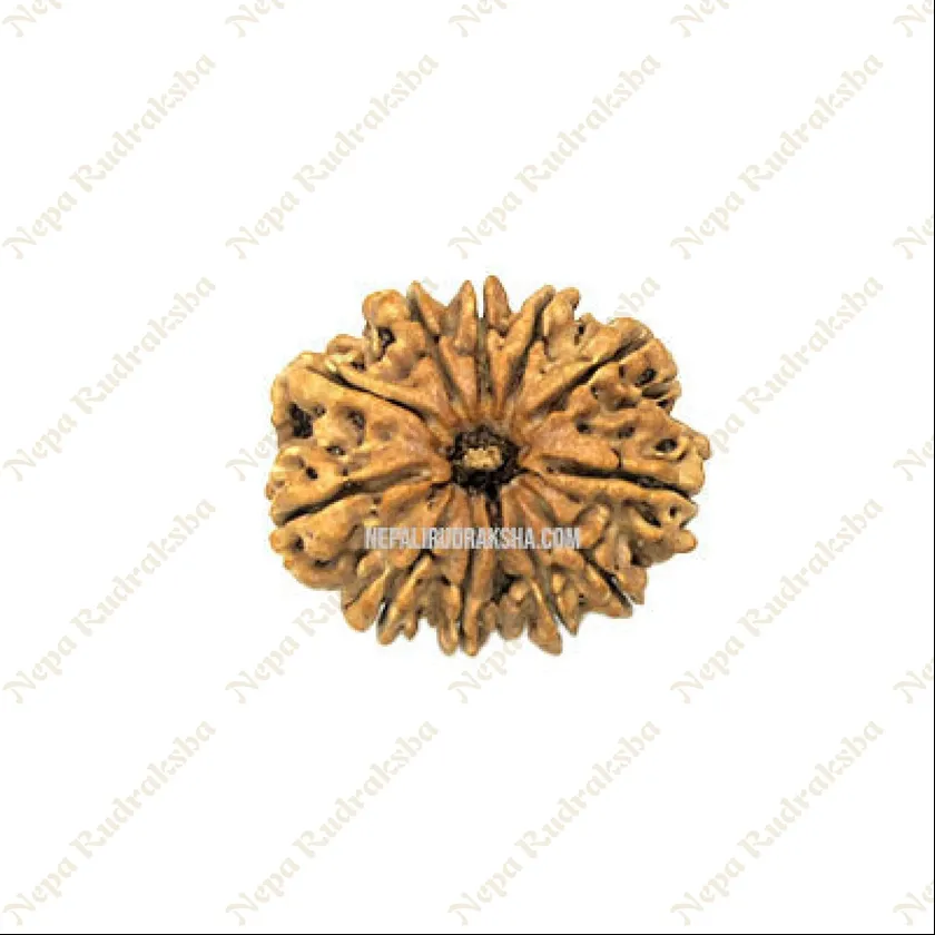 12 Mukhi Rudraksha For Sale