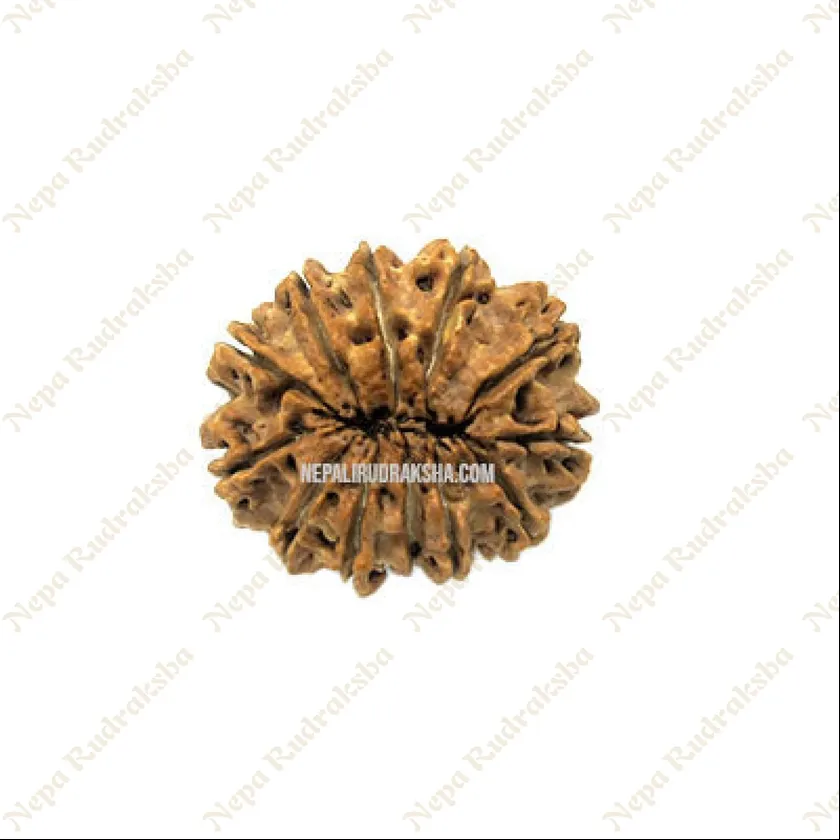 12 Mukhi Rudraksha For Sale