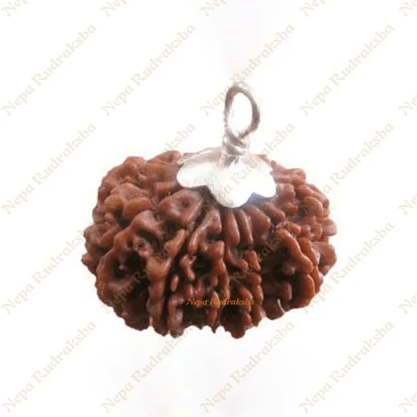 12 Mukhi Rudraksha For Sale