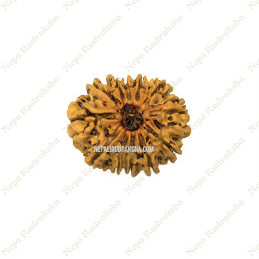 12 Mukhi Rudraksha For Sale