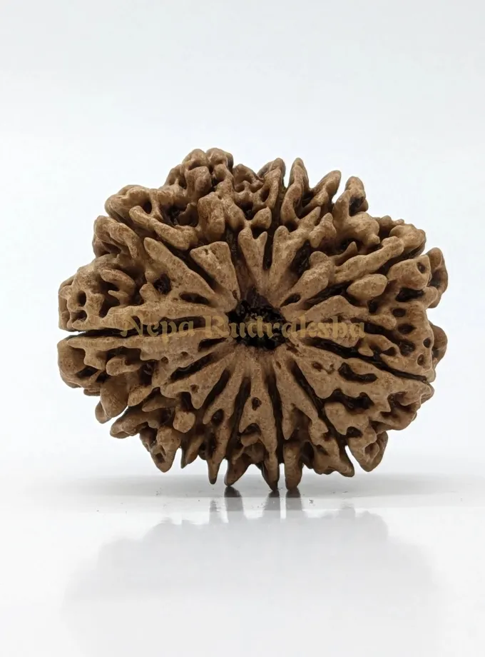 12 Mukhi (Super Collector) Rudraksha Best Price