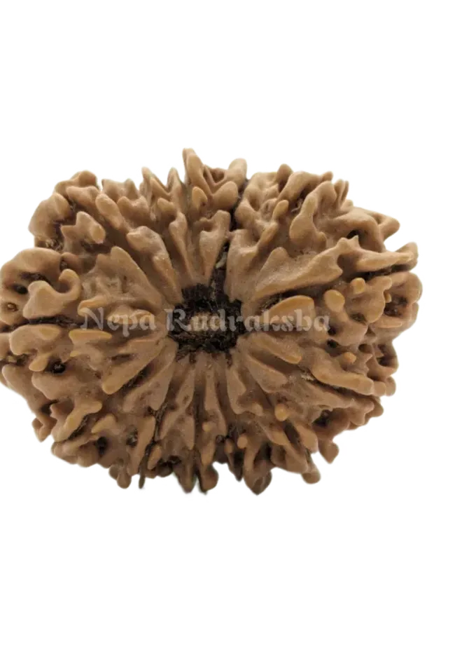 13 Mukhi (Collector) Rudraksha Free shipping