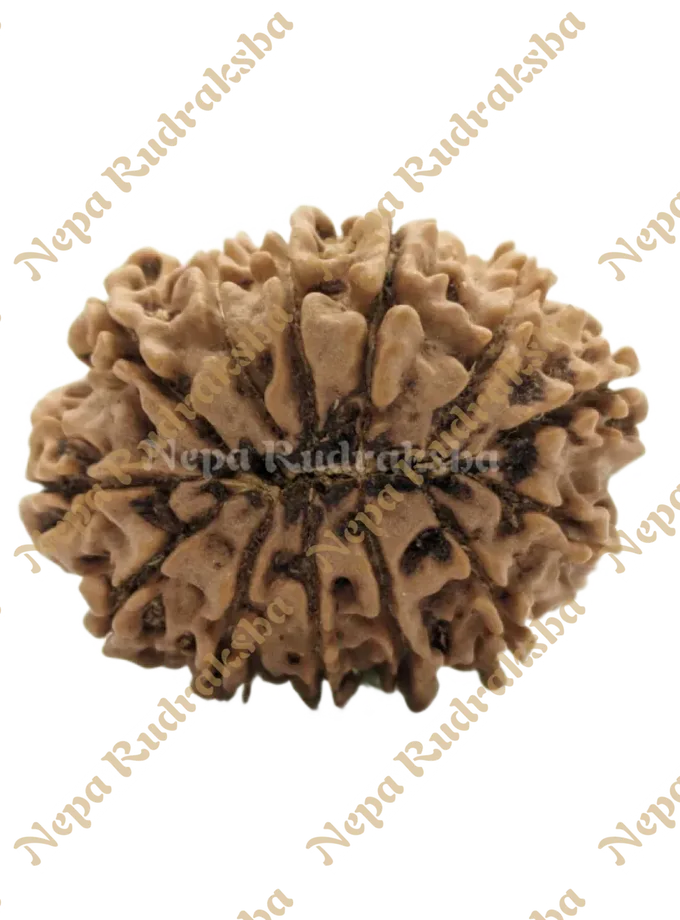 13 Mukhi (Collector) Rudraksha Free shipping