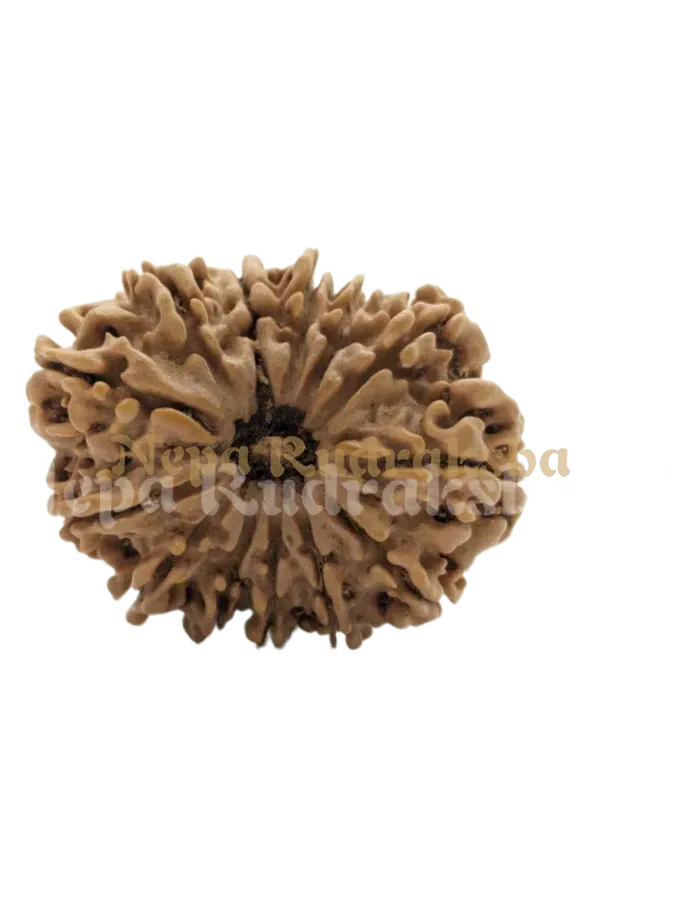 13 Mukhi (Medium) Rudraksha New Arrival