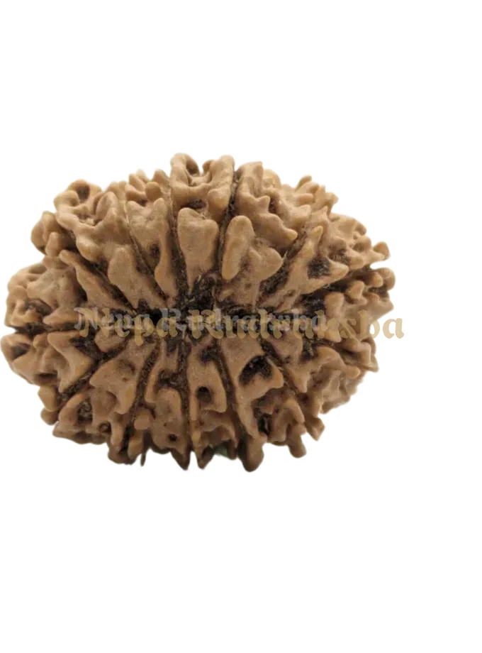 13 Mukhi (Medium) Rudraksha New Arrival