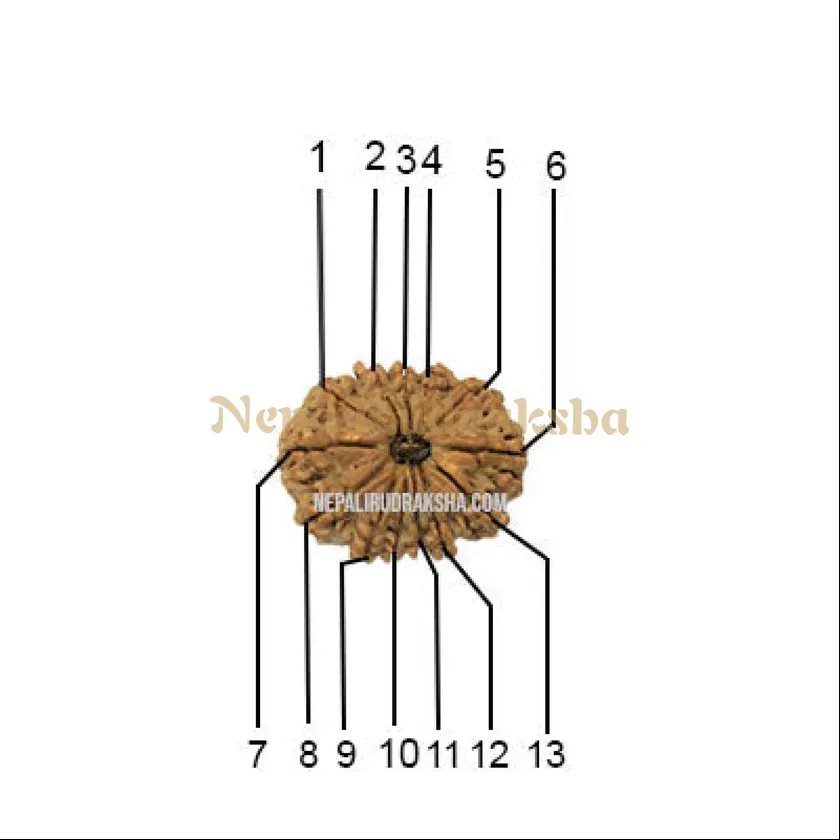 13 Mukhi (Medium) Rudraksha New Arrival