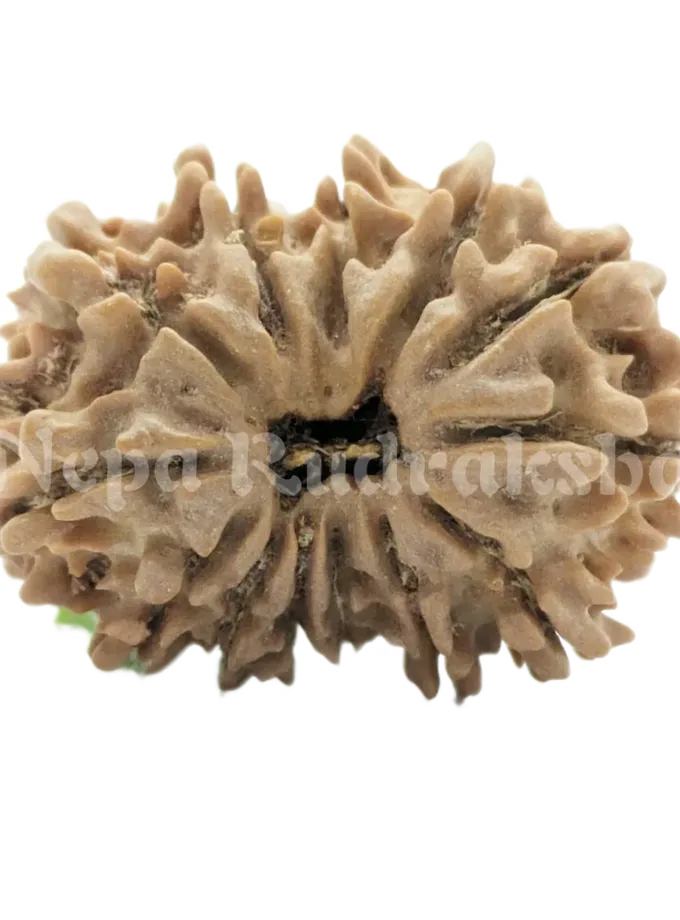 13 Mukhi Rudraksha High Quality