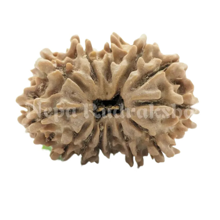 13 Mukhi Rudraksha High Quality