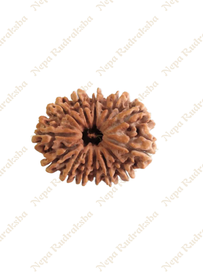 13 Mukhi Rudraksha High Quality