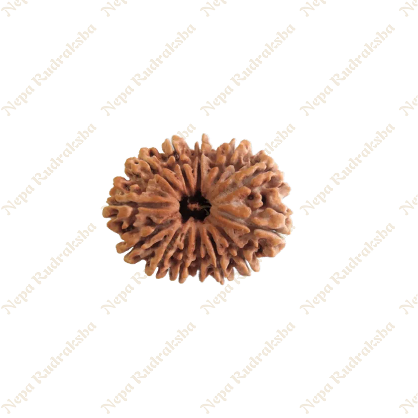 13 Mukhi Rudraksha High Quality