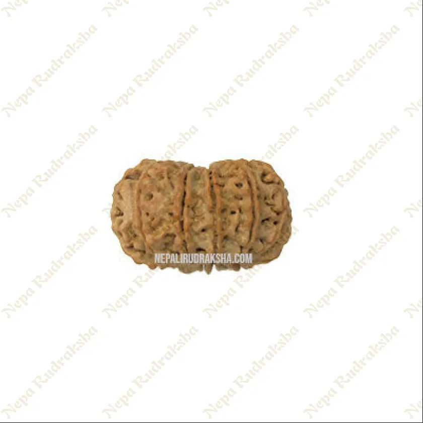 13 Mukhi Rudraksha High Quality