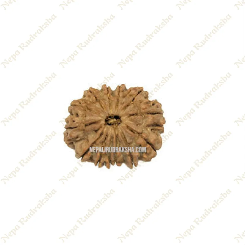 13 Mukhi Rudraksha High Quality