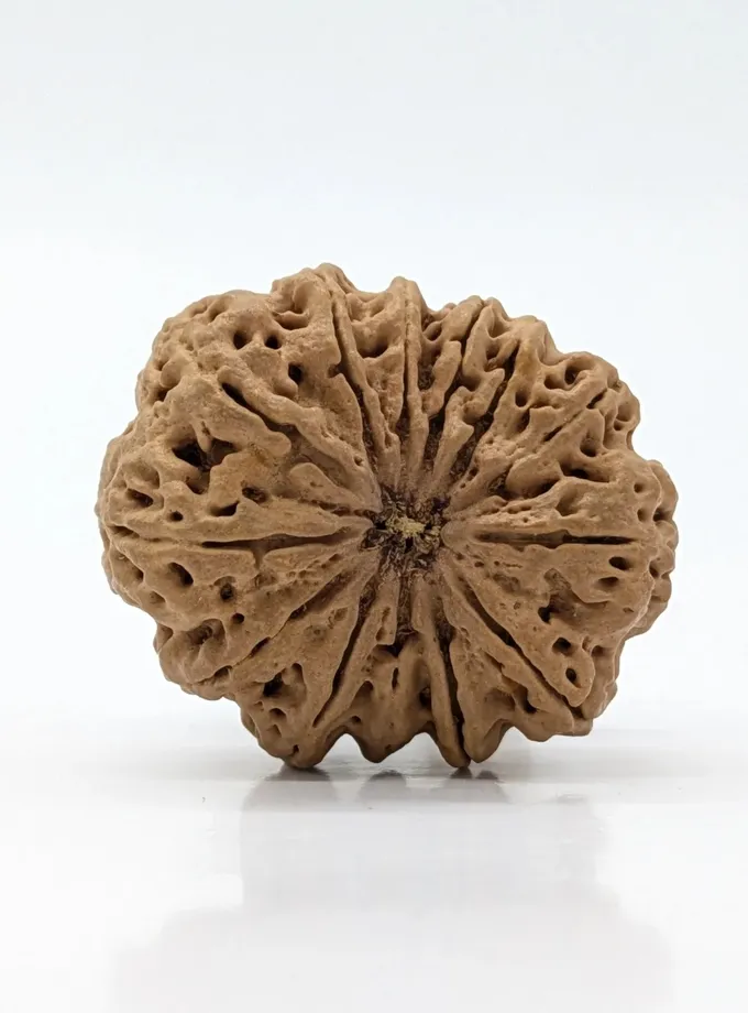 13 Mukhi (Super Collector) Rudraksha New Arrival