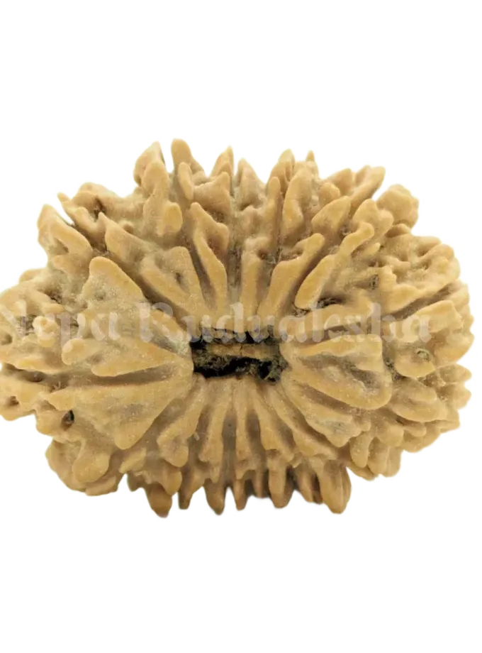 14 Mukhi (Collector) Rudraksha Free shipping