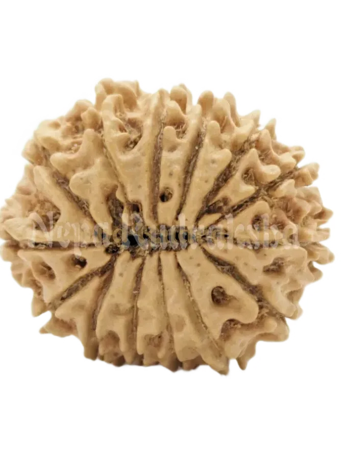 14 Mukhi (Collector) Rudraksha Free shipping