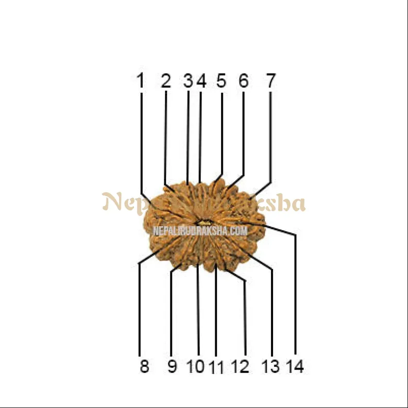 14 Mukhi (Collector) Rudraksha Free shipping