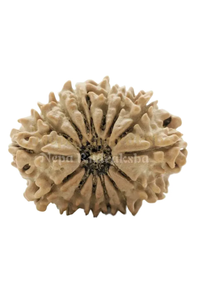 14 Mukhi (Medium) Rudraksha Free shipping