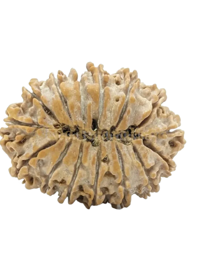 14 Mukhi (Medium) Rudraksha Free shipping