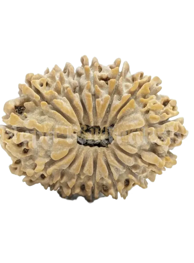 15 Mukhi (Medium) Rudraksha Best Seller