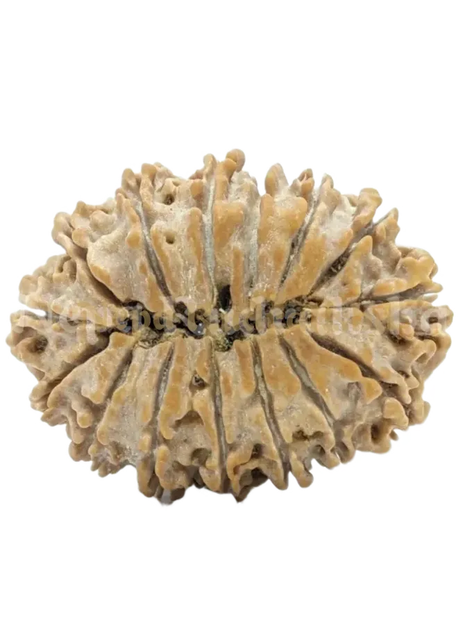 15 Mukhi (Medium) Rudraksha Best Seller