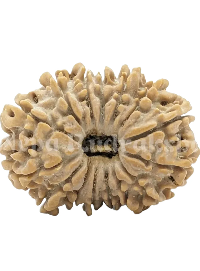 15 Mukhi Rudraksha For Sale