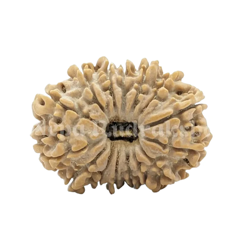 15 Mukhi Rudraksha For Sale