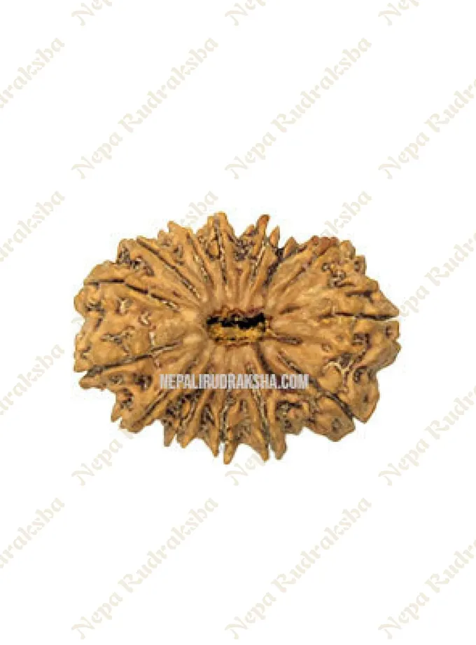 15 Mukhi Rudraksha For Sale