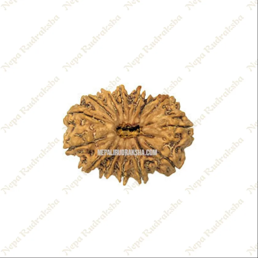 15 Mukhi Rudraksha For Sale