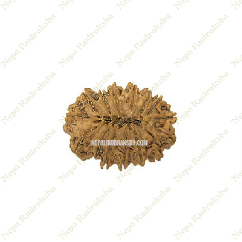 15 Mukhi Rudraksha For Sale